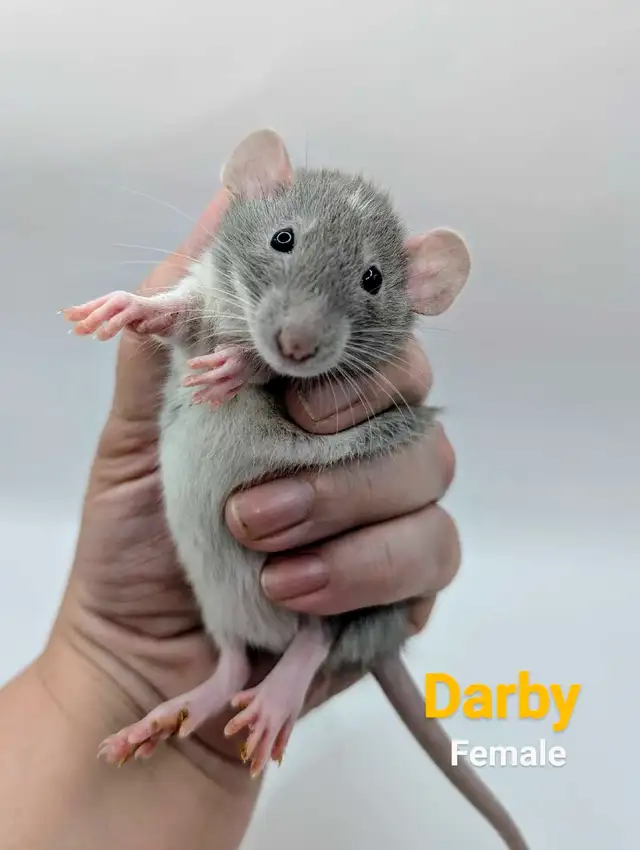 Baby Rats Available in Small Animals for Rehoming in City of Toronto - Image 6