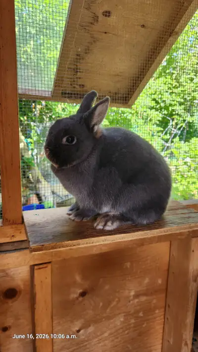 Netherland dwarfs Rabbit, View more
