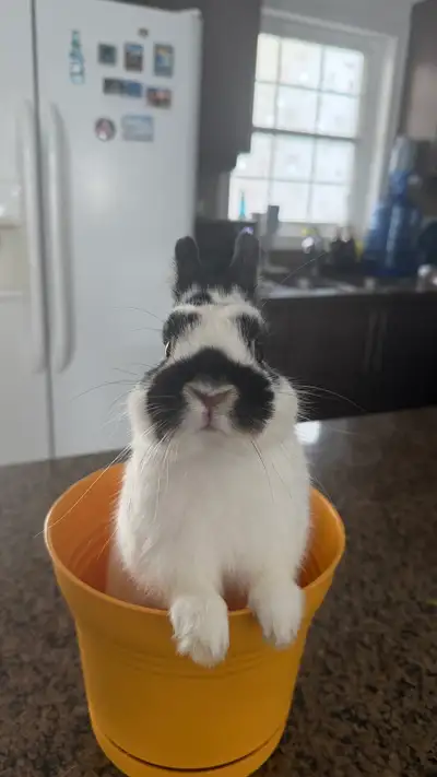 Small Animal Boarding Available Safe, loving, and reliable boarding available for your small pets! I...