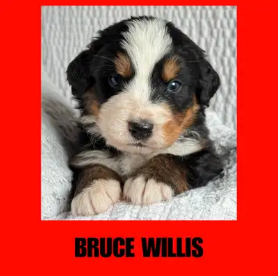 Bernese Mountain Dog puppies. Born on May 11/25. Eight weeks in July 6/25. Will have first shots and...