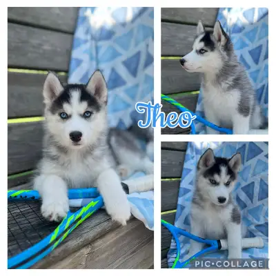 Siberian Husky Puppies , View more