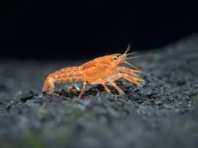 I have some Orange Dwarf Mexican Dwarf Crayfish for SALE! ***Max Size: 1 to 2 inches in length*** **...