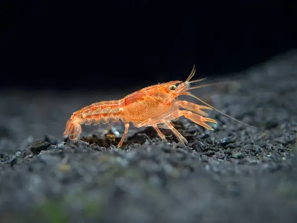 Mini Orange Dwarf Crayfish for SALE! in Fish for Rehoming in Woodstock - Image 2