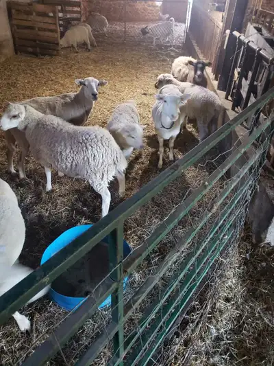 livestock for sale, View more