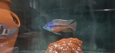 African cichlid super red empress, View more