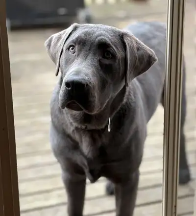 Charcoal Labrador Retriever Male, View more