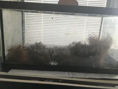 2 gallon fish or reptile tank, View more