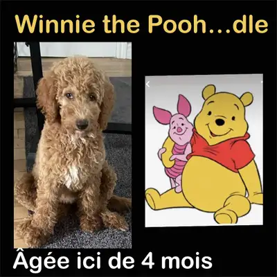 Adoption. 1 an et 8 mois / 20 months old, View more