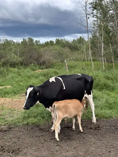 Nurse cows and calves , View more