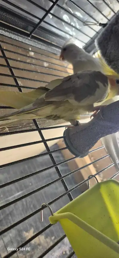 1 pair cockatike  , View more