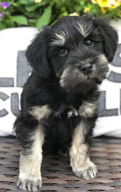 Mini Schnauzer Puppies arriving this weekend!, View more