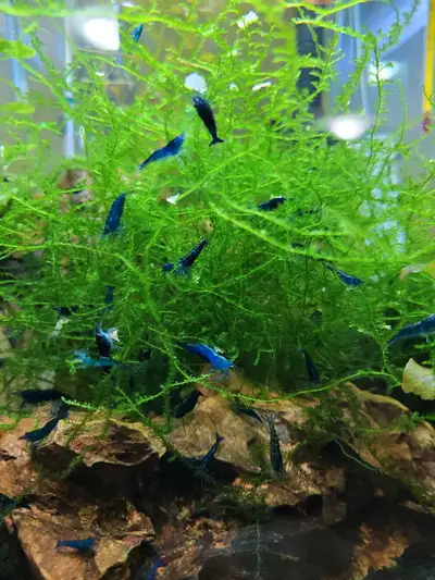 Neo Shrimp Blue Mix- Various Sizes, Voir plus