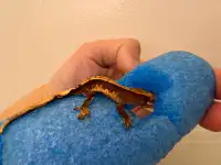 Crested Gecko Baby