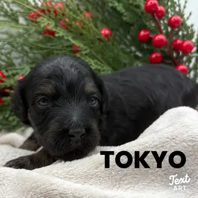 munchkin sized  Golden Bernedoodles, View more