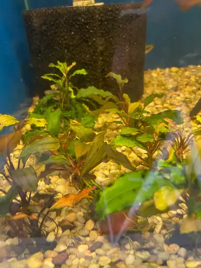 Bucephalandra is a genus of flowering plants in the family Araceae. There are 30 species of Bucephal...