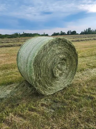 2025 grass alfalfa hay , View more