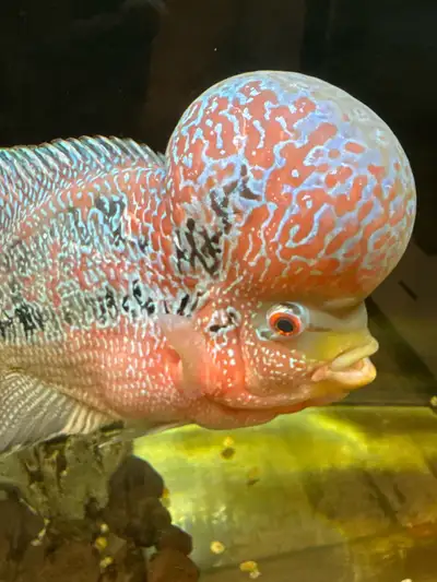 Flowerhorn fish for sale, View more