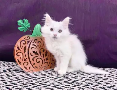 (Negotiable) Maine Coon with Calm Personality, View more