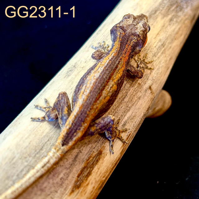 GG2311-1 Gargoyle Gecko in Reptiles & Amphibians for Rehoming in Edmonton - Image 4