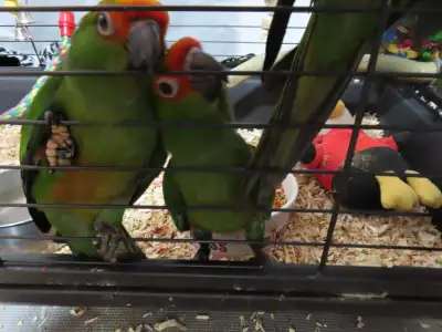 **RARE IN CANADA**BABY GOLD CAPPED CONURES**W/CARE PKG & DNA**, View more