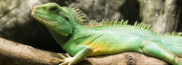 NEW SHIPMENT OF CHINESE WATER DRAGONS SPECIAL $80.00
