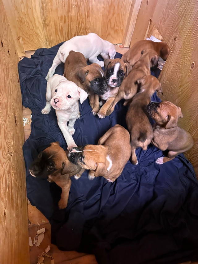 American bulldog/ boxer puppies  in Dogs & Puppies for Rehoming in Belleville - Image 2