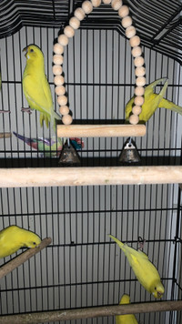  female budgies for sale