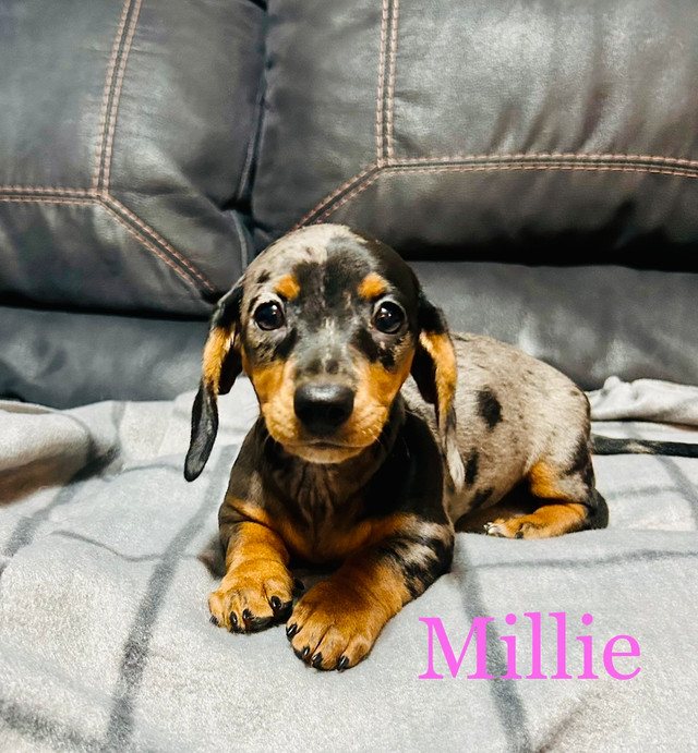 Adorable Mini Dachshund Puppies Looking for Loving Homes in Dogs & Puppies for Rehoming in Winnipeg - Image 4