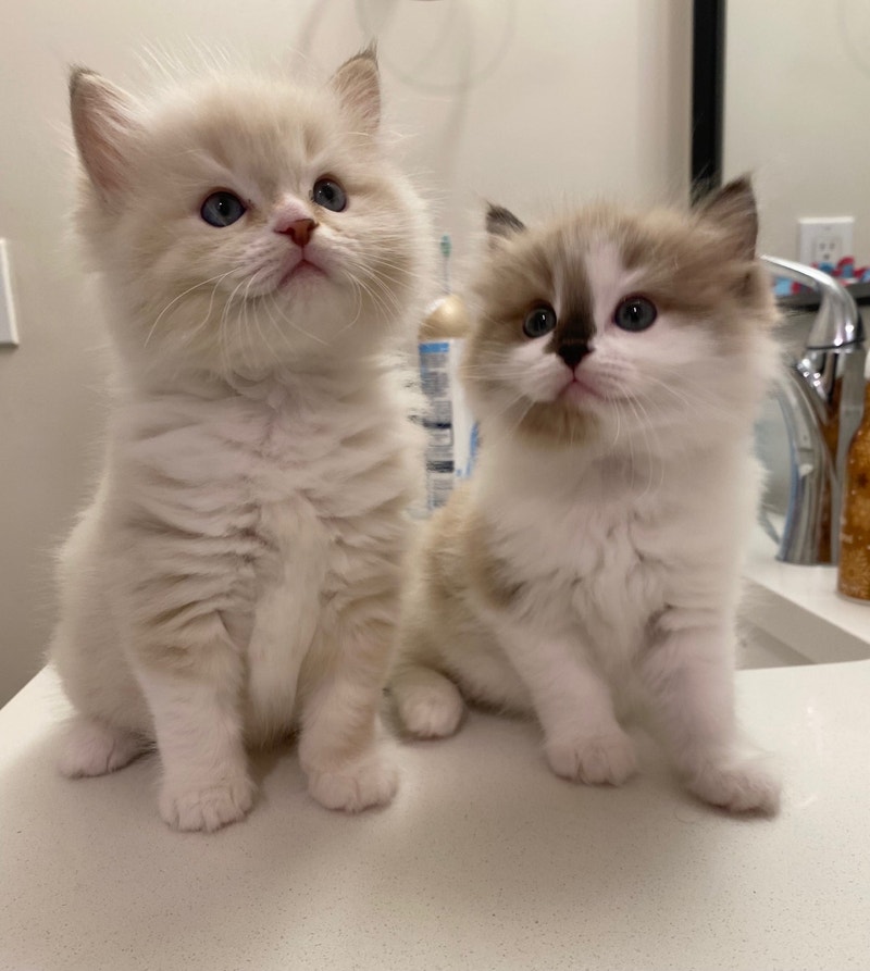 Purebred Ragdoll kittens SOLD Cats & Kittens for Rehoming Ottawa