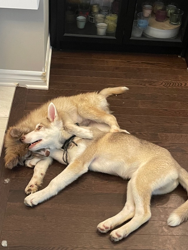 Husky puppies Dogs & Puppies for Rehoming Ottawa Kijiji