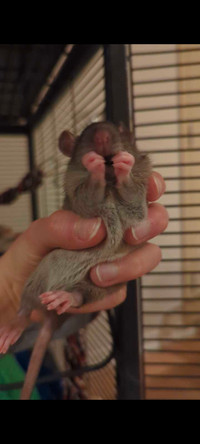 Female baby rat