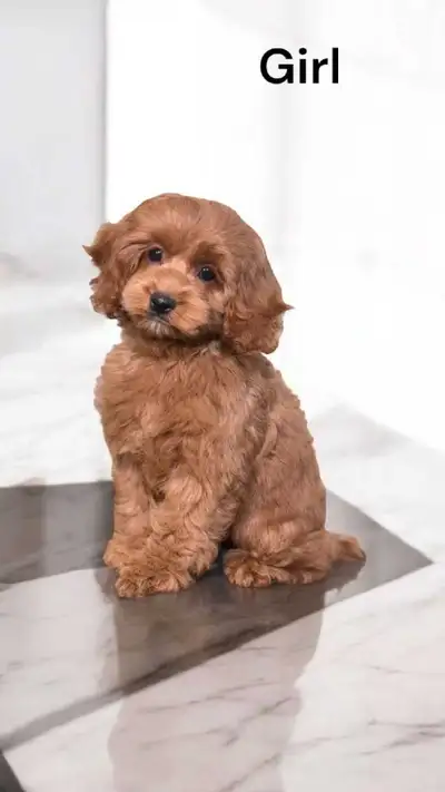 Gorgeous Cockapoo F1 puppies. Mom is an American cocker spaniel. Daddy is a miniature poodle. The es...