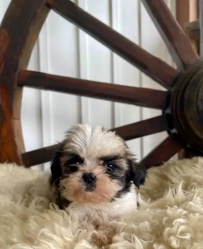 2 LEFT! Our beautiful little litter of Cavalier King Charles x S, View more