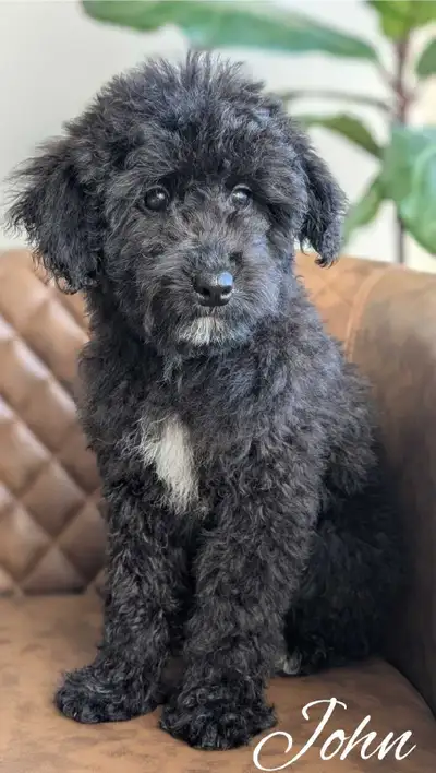 Cavapoos! Ready To Go Home!!, View more