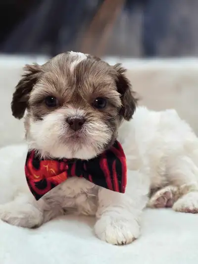 shihpoo a vendre, View more