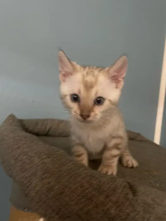 Bengal purebred  in Cats & Kittens for Rehoming in Laval / North Shore - Image 8