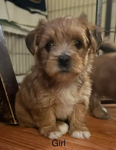 MORKIE CROSS FEMALE PUPPY READY, View more