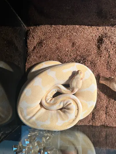Snake python Very friendly with people. I'm going to move to Portugal permanently. I didn't want to...