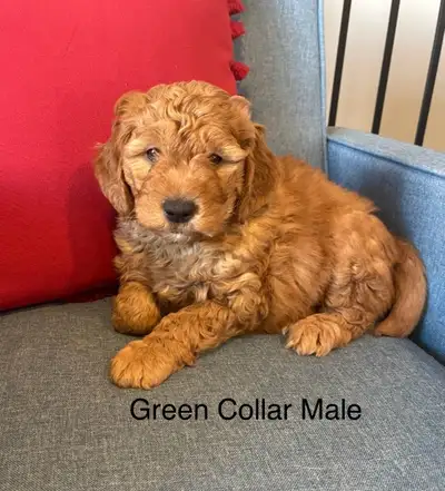 Boxing Week Special! Miniature Goldendoodle Puppies, View more
