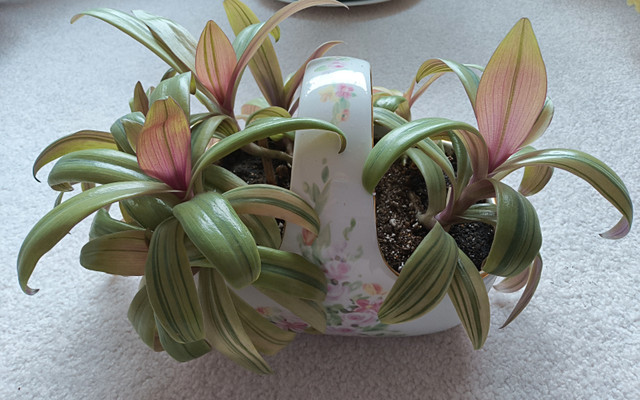 Tri-color Oyster plant--house plant in Plants, Fertilizer & Soil in Calgary