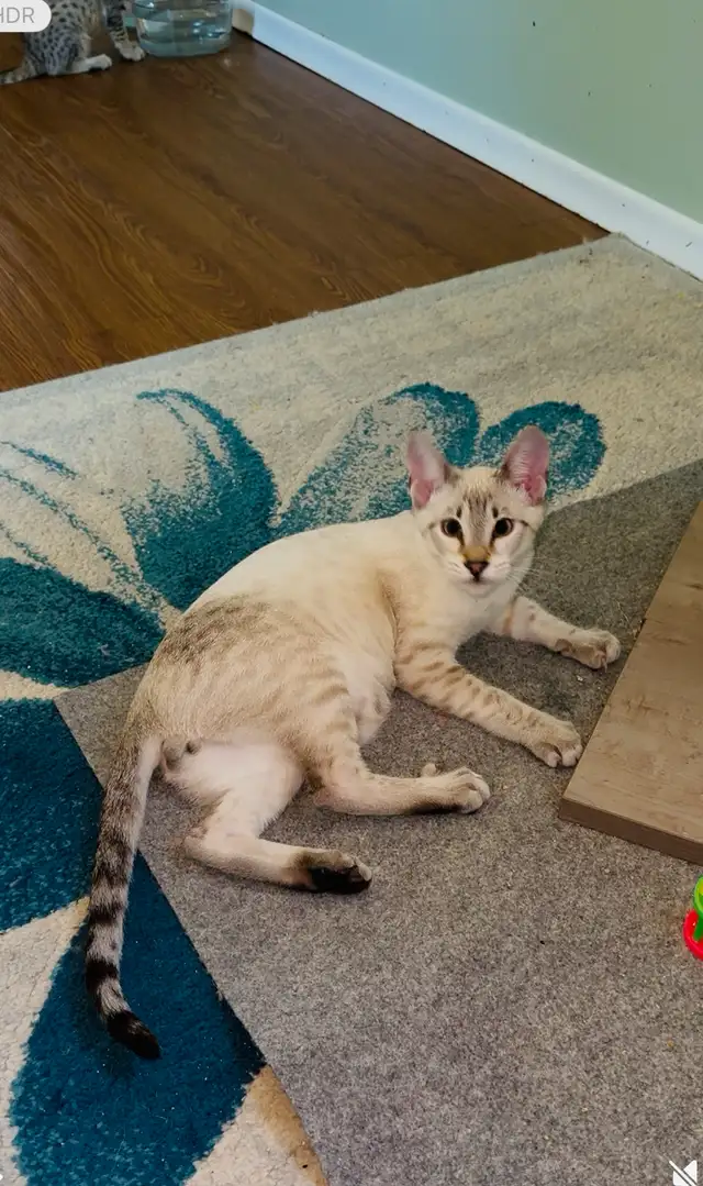 -Savannah / Lynx kittens in Cats & Kittens for Rehoming in Victoria - Image 2