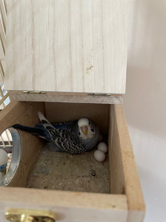 Brand New Budgie Hatchlings Lake Echo Two Available 3 Reserved  in Birds for Rehoming in Dartmouth - Image 2