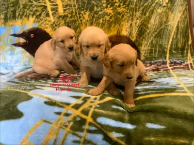 GOLDEN RETRIEVER PUPPIES, View more