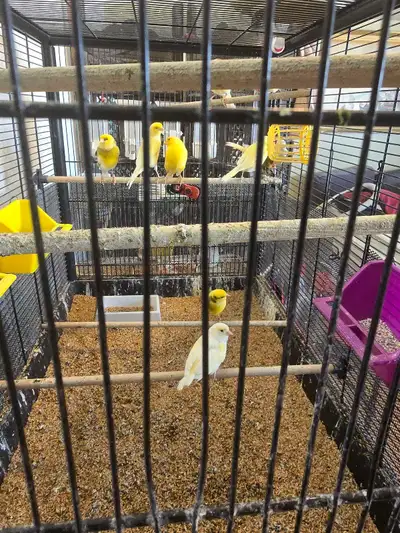 canaries males & females 1 year plus, View more