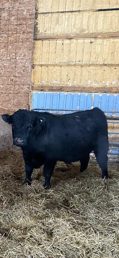 pure Angus Bull, View more