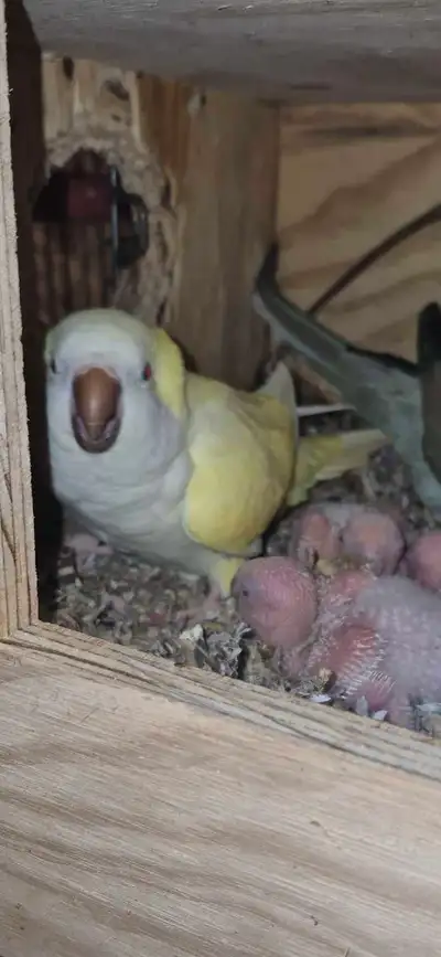 Handraising Beautiful Quaker Parrot, View more