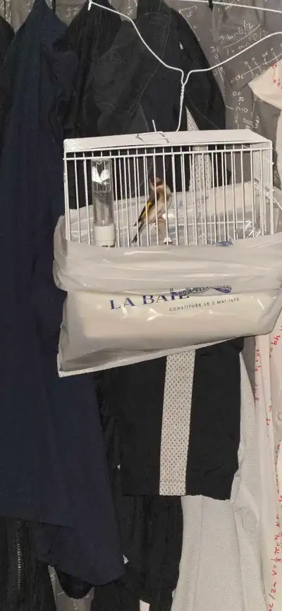 chardonneret parva marocain, View more