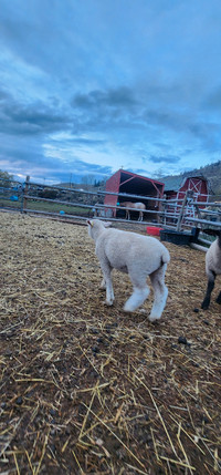 Registered Dorset Ewe Lamb