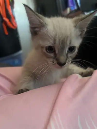 kittens for sale , View more