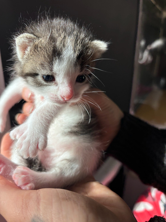chatons à adopter dans Chats et chatons à adopter  à Lanaudière